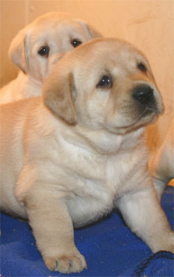 Yellow  Puppies on Yellow Lab Puppies Jpg